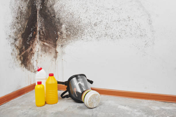 Spencer, WV Mold Removal Pros