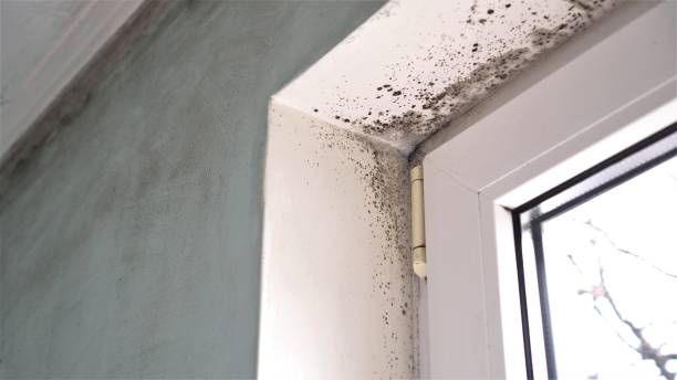Best Emergency Mold Removal  in Spencer, WV