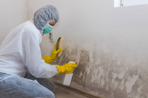Reliable Spencer, WV Mold Removal Solutions