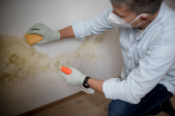 Best Mold Removal Specialists  in Spencer, WV