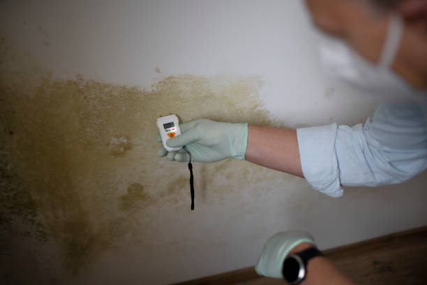 Best Local Mold Removal Service  in Spencer, WV