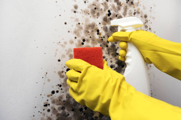 Best Home Mold Removal  in Spencer, WV