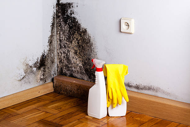 Best Mold Damage Repair  in Spencer, WV