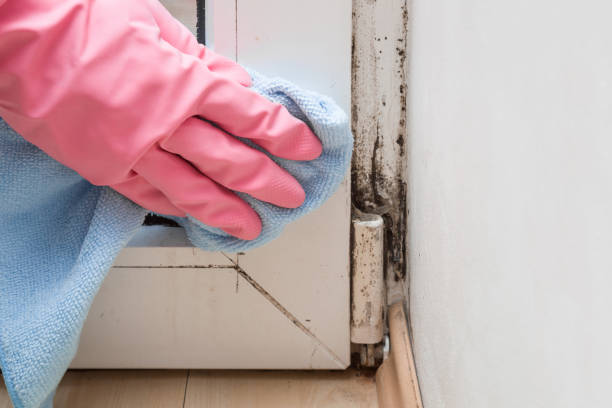 Best Professional Mold Removal  in Spencer, WV