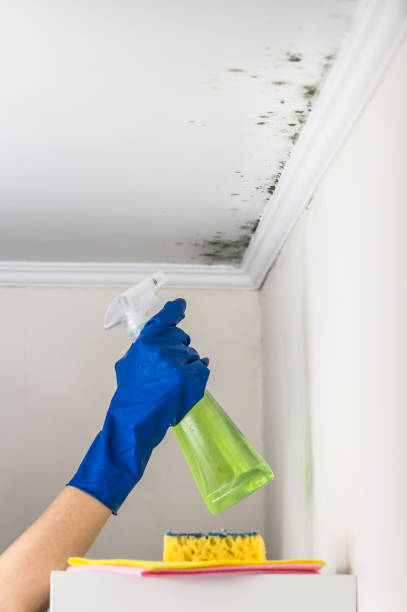 Best Crawl Space Mold Removal  in Spencer, WV
