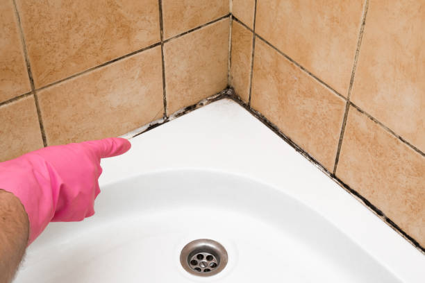 Best Black Mold Removal  in Spencer, WV